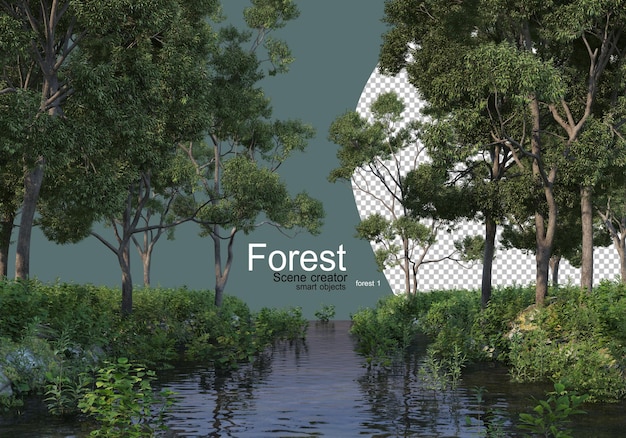 Forest with various types of trees