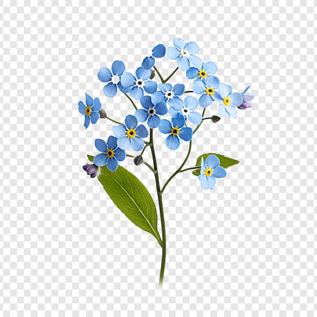 無料PSD 透明な背景に分離されたワスレナグサの花 png