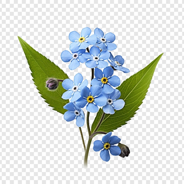 https://img.freepik.com/free-psd/forget-me-nots-flower-png-isolated-transparent-background_191095-11384.jpg