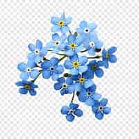 Free PSD forget me nots flower png isolated on transparent background