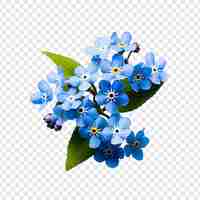 Free PSD forget me nots flower png isolated on transparent background