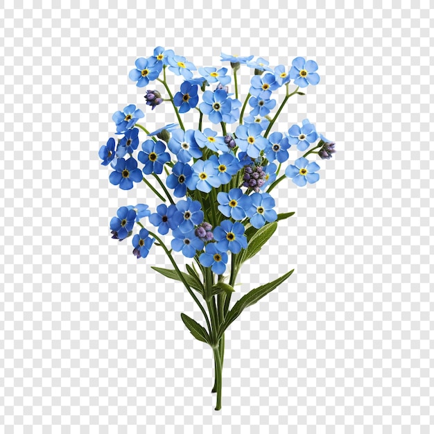 Free PSD forget me nots flower png isolated on transparent background