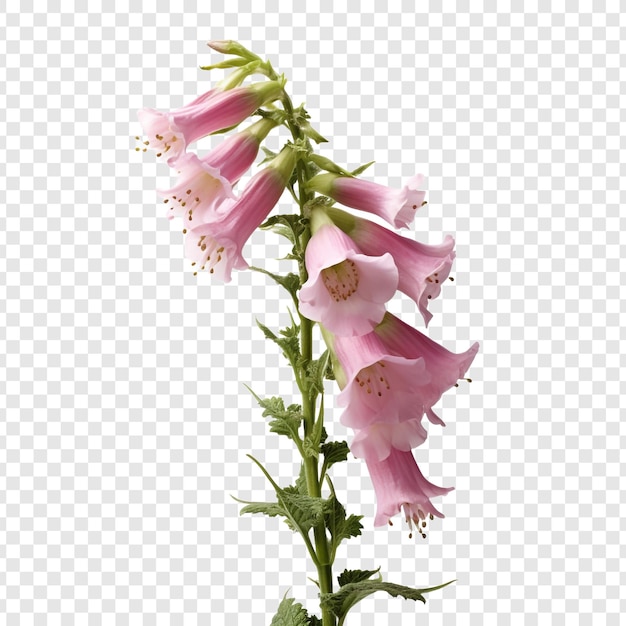 無料PSD 透明な背景に分離されたジギタリスの花