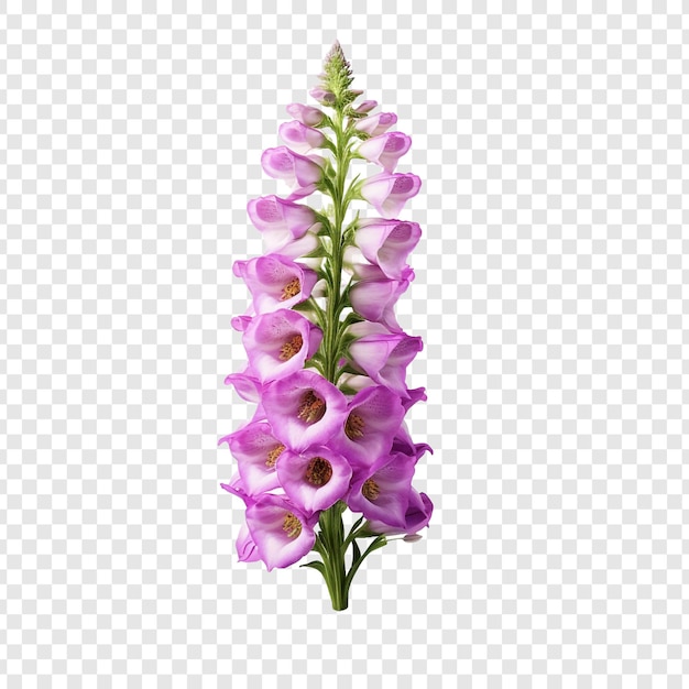 Free PSD foxglove flower png isolated on transparent background