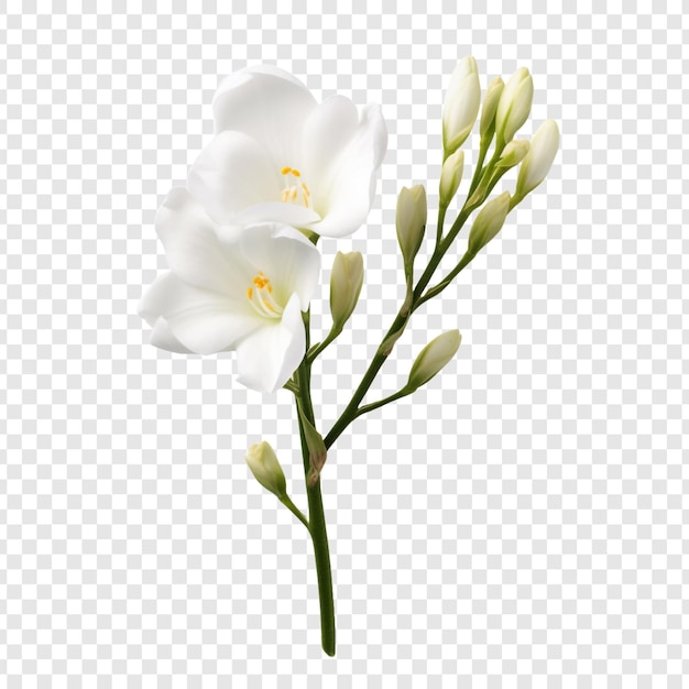 Freesia flower isolated on transparent background