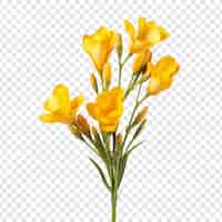 무료 PSD 투명한 배경에 고립된 프레시아 꽃 png
