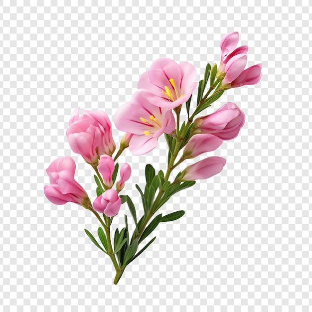 PSD gratuito fiore di fresia png isolato su sfondo trasparente