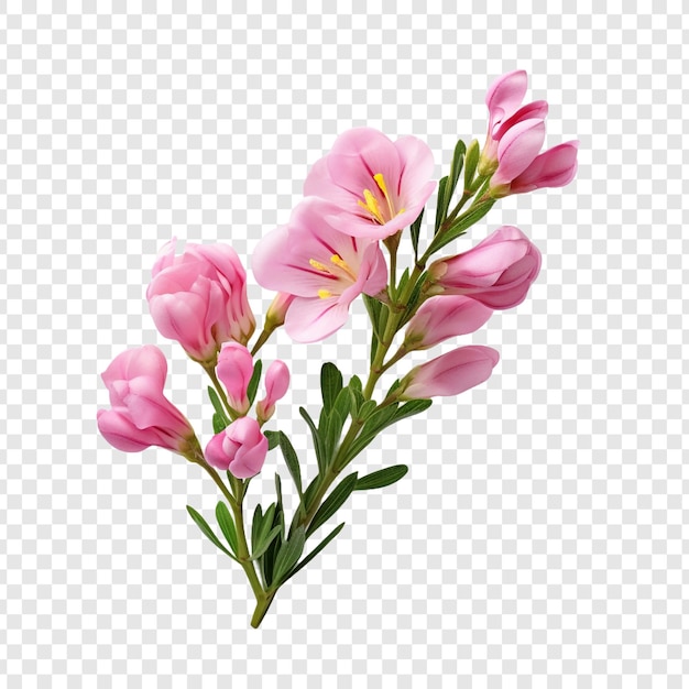 Free PSD freesia flower png isolated on transparent background