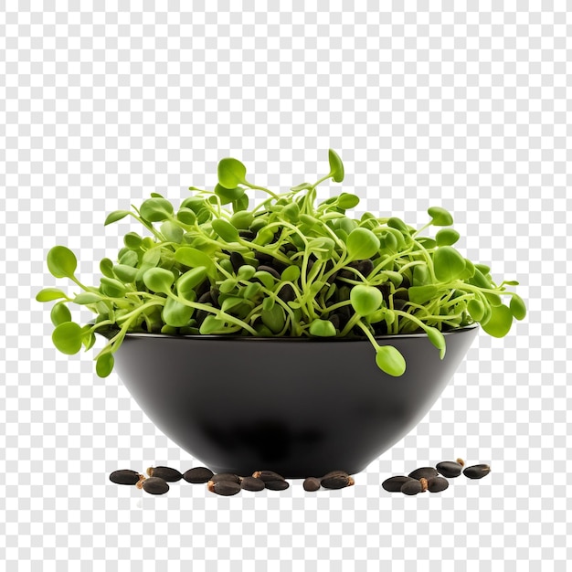 Free PSD fresh black beans isolated on transparent background