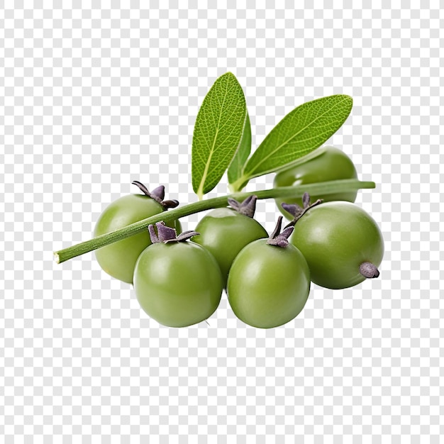 Fresh caperberries isolated on transparent background