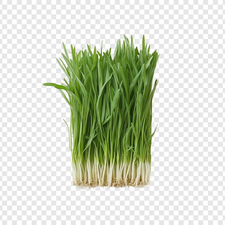 Free PSD fresh green grass a vibrant display of natures bounty