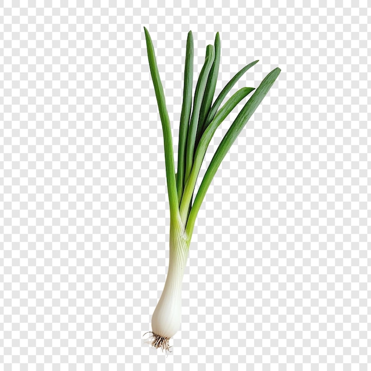 Free PSD fresh green onion closeup