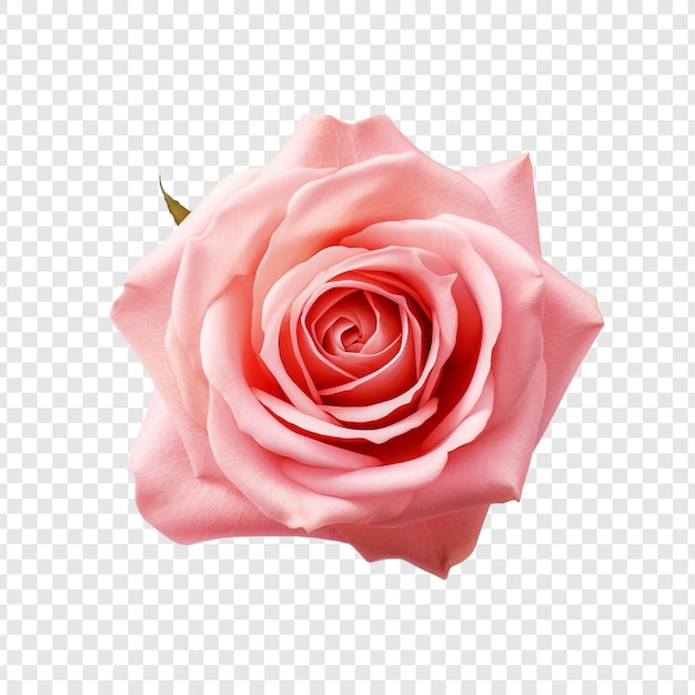 Fresh pink rose isolated on transparent background