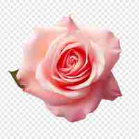 Free PSD fresh pink rose isolated on transparent background