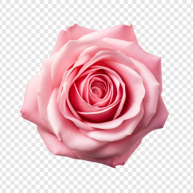 Fresh pink rose isolated on transparent background