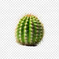 Free PSD fresh prickly png isolated on transparent background