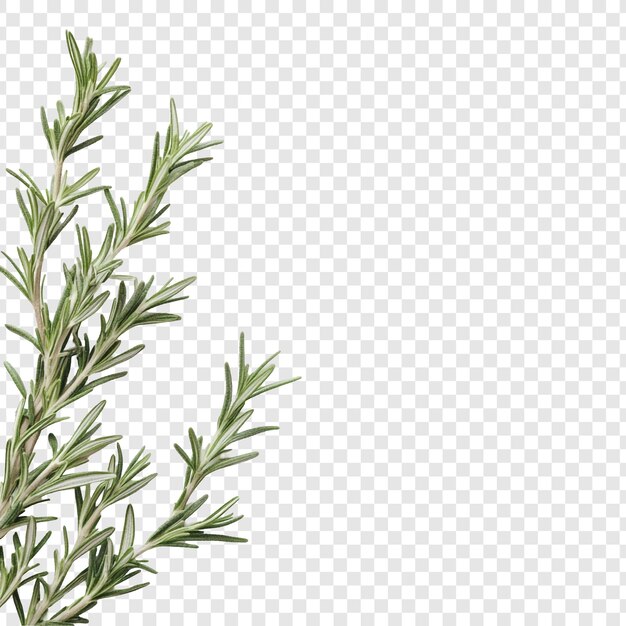 Fresh Rosemary Sprigs Culinary Herb Aromatic Plant