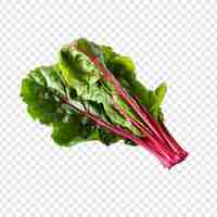 Free PSD fresh swiss chard vegetable png isolated on transparent background