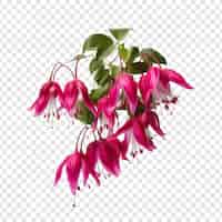 무료 PSD 투명 배경에 고립 된 자홍색 꽃