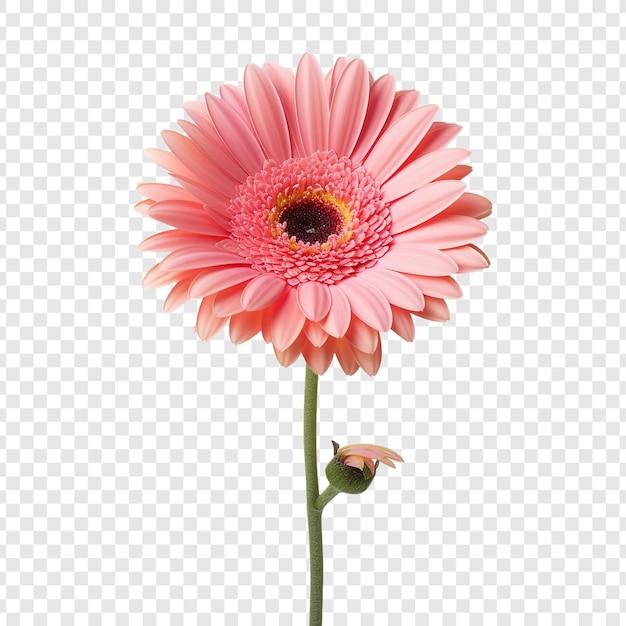 Free PSD gerbera daisy flower isolated on transparent background