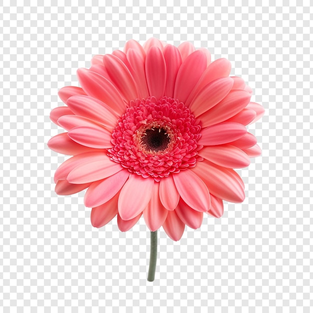 無料PSD 透明な背景に分離されたガーベラ デイジーの花 png