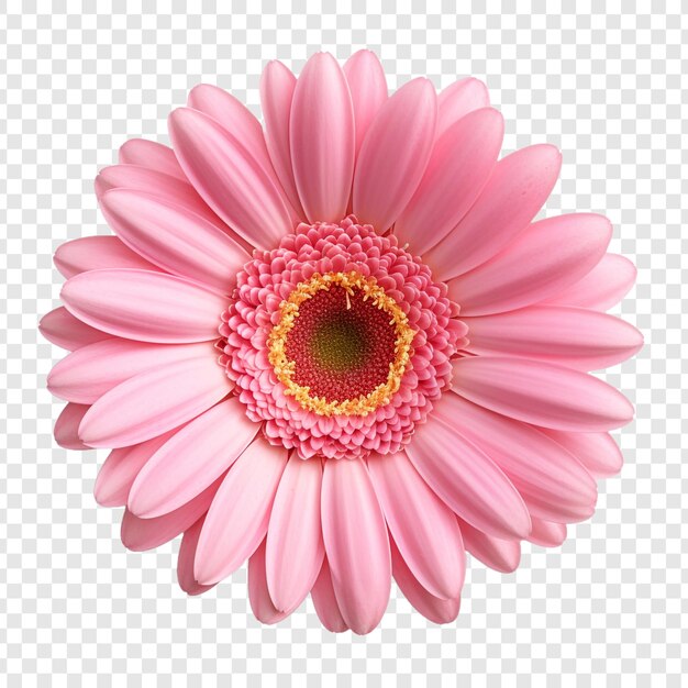 Gerbera Daisy flower png isolated on transparent background