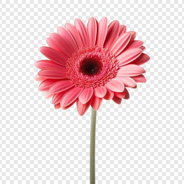 Free PSD gerbera daisy flower png isolated on transparent background