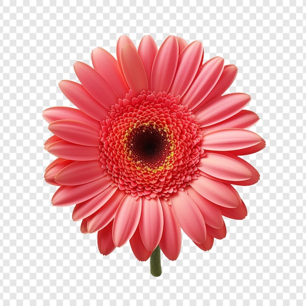 Free PSD gerbera daisy flower png isolated on transparent background