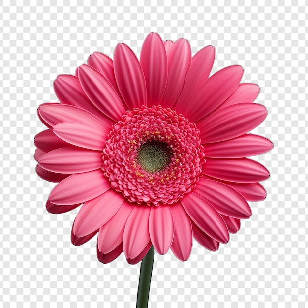 Free PSD gerbera daisy flower png isolated on transparent background