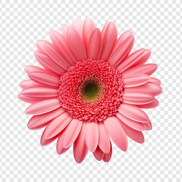 Gerbera daisy flower png isolated on transparent background