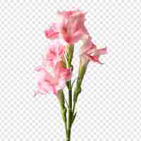 Free PSD gladiolus flower isolated on transparent background