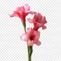 Free PSD gladiolus flower isolated on transparent background