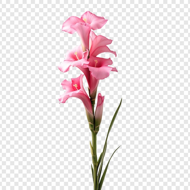 Free PSD gladiolus flower png isolated on transparent background