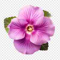 Free PSD gloxinia flower isolated on transparent background