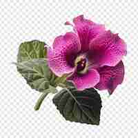 PSD gratuito png del fiore di gloxinia isolato su sfondo trasparente