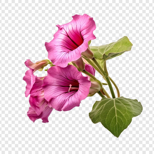 Free PSD gloxinia flower png isolated on transparent background