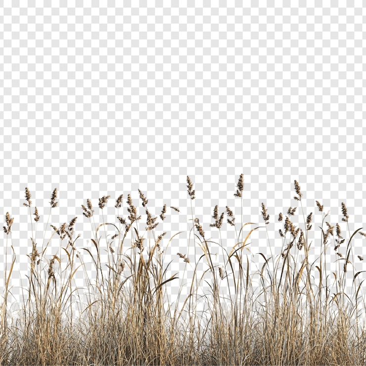 Free PSD golden brown grass blades autumnal meadow dried grass texture