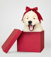 免费的PSD金毛猎犬小狗在一个红色的礼盒