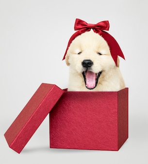 Golden retriever puppy in a red gift box