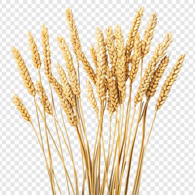 golden wheat stalks a harvest bounty