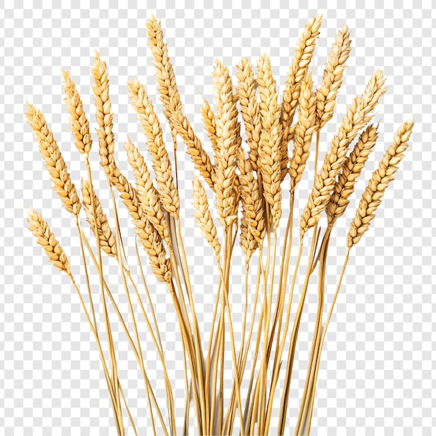 golden wheat stalks a harvest bounty