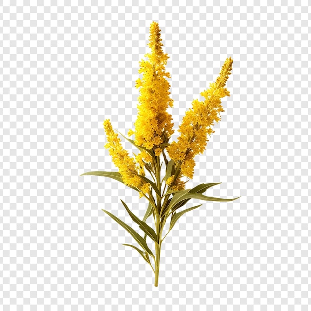 Goldenrod flower isolated on transparent background