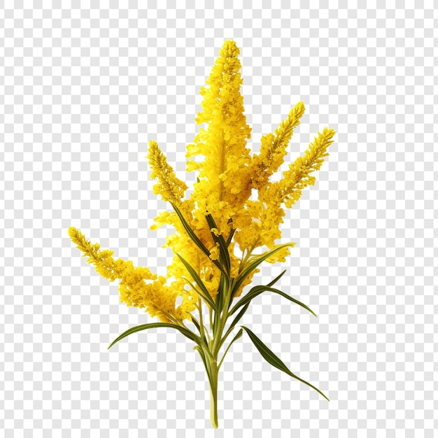 Goldenrod flower isolated on transparent background