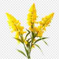 Free PSD goldenrod flower isolated on transparent background