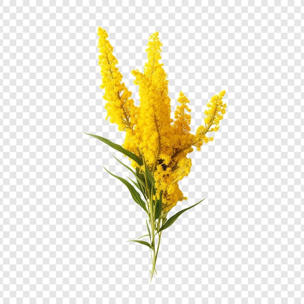 Goldenrod flower png isolated on transparent background