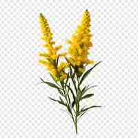 Free PSD goldenrod flower png isolated on transparent background