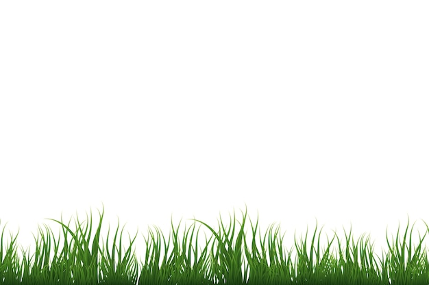 Grass border isolated