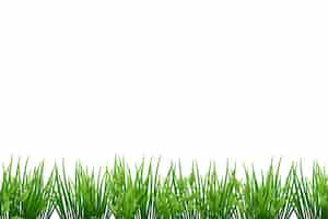 Free PSD grass border isolated