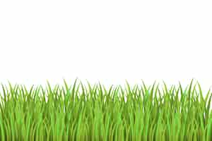 Free PSD grass border isolated