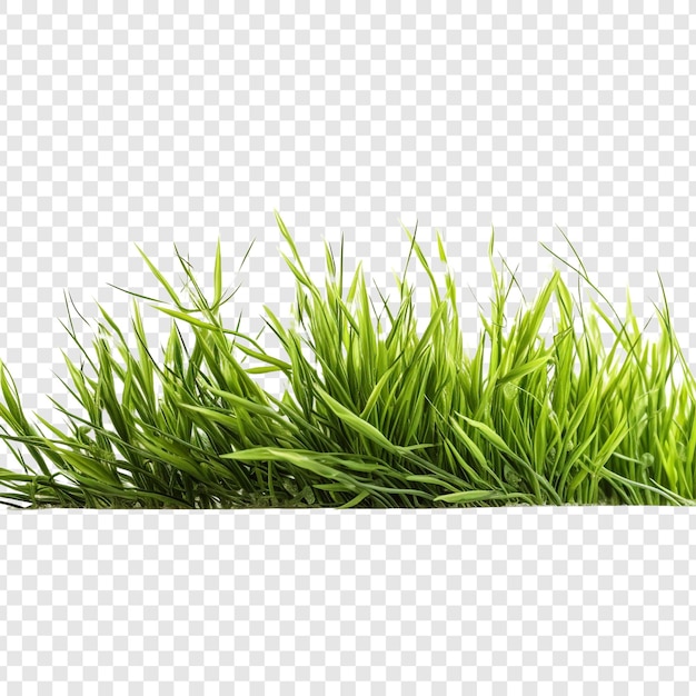 Free PSD grass isolated on transparent background